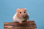 Hamster