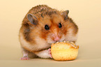 eating golden hamster