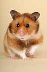 golden hamster