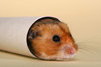 golden hamster in cardboard roll