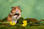 begging golden hamster