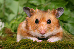 golden hamster