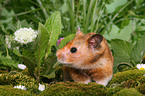 snuffling golden hamster