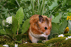 eating golden hamster