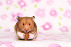 golden hamster