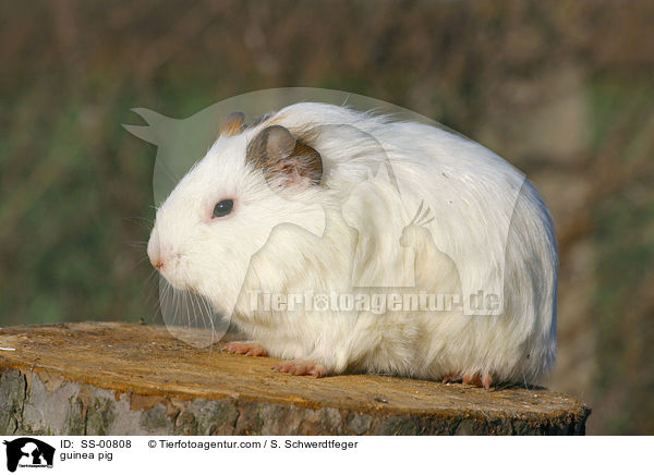 Meerschweinchen / guinea pig / SS-00808