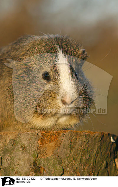 Meerschweinchen / guinea pig / SS-00822
