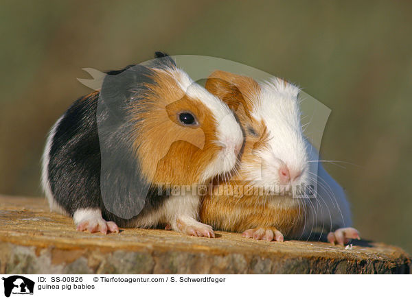 Meerschwein Babies / guinea pig babies / SS-00826
