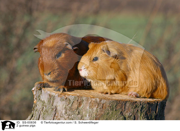 2 Meerschweine / 2 guinea pigs / SS-00836