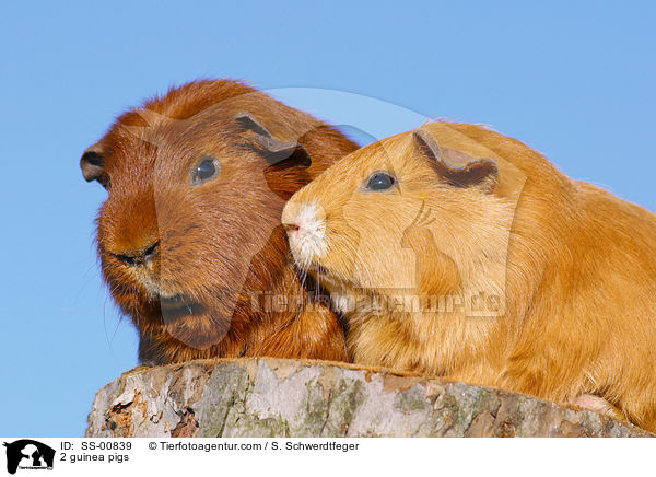 2 Meerschweine / 2 guinea pigs / SS-00839