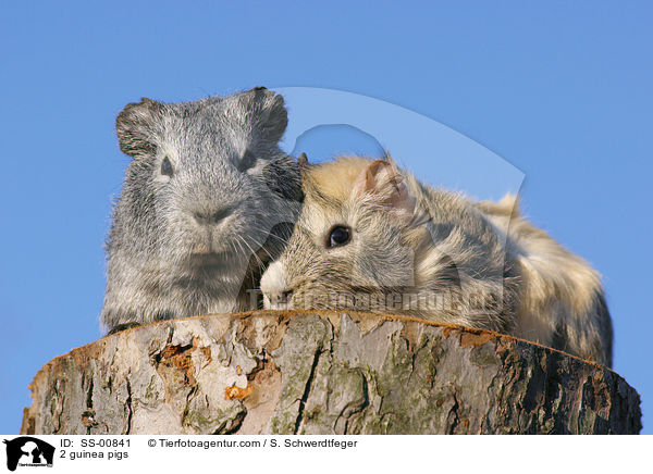 2 guinea pigs / SS-00841