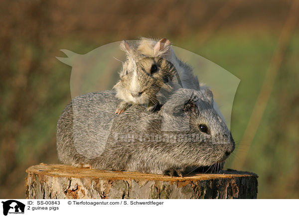 2 Meerschweine / 2 guinea pigs / SS-00843