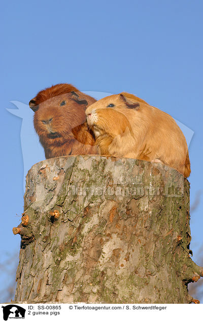 2 Meerschweine / 2 guinea pigs / SS-00865