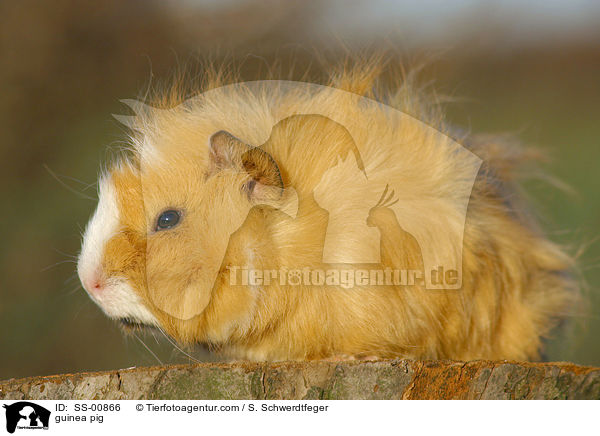 Meerschwein / guinea pig / SS-00866