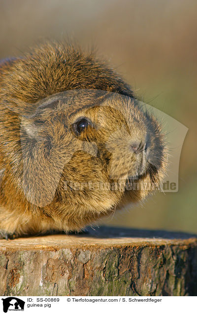 Meerschwein / guinea pig / SS-00869
