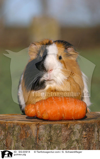 Meerschweinchen / guinea pig / SS-00914