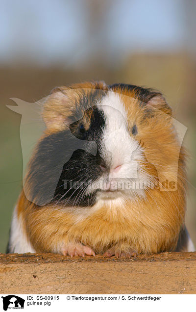 Meerschweinchen / guinea pig / SS-00915