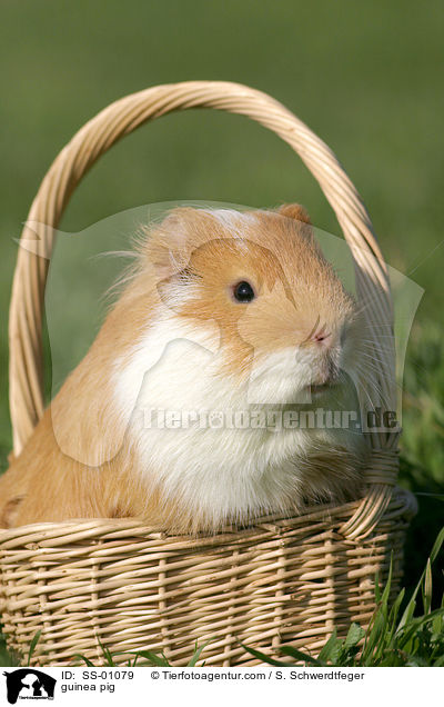 Meerschweinchen / guinea pig / SS-01079