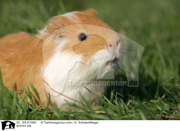 Meerschweinchen / guinea pig / SS-01080