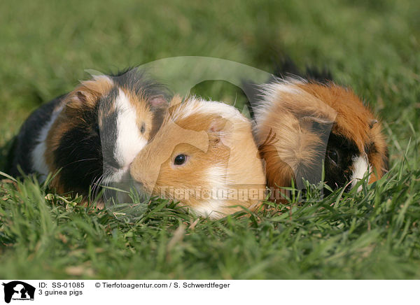 3 Meerschweinchen / 3 guinea pigs / SS-01085