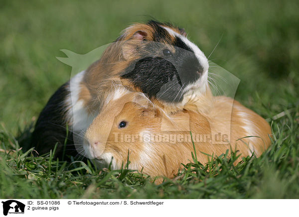 2 guinea pigs / SS-01086