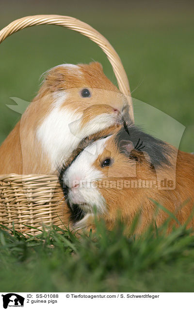 2 Meerschweinchen / 2 guinea pigs / SS-01088