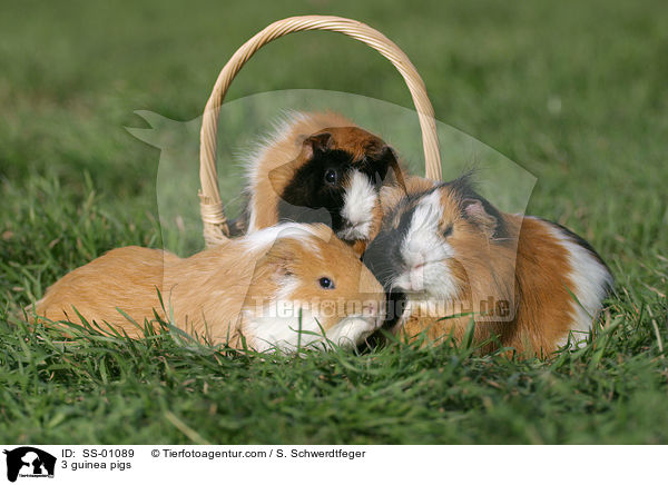 3 Meerschweinchen / 3 guinea pigs / SS-01089