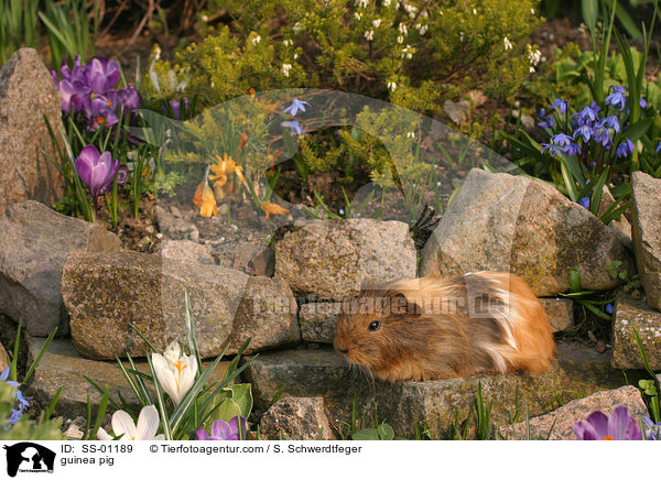 Meerschweinchen / guinea pig / SS-01189