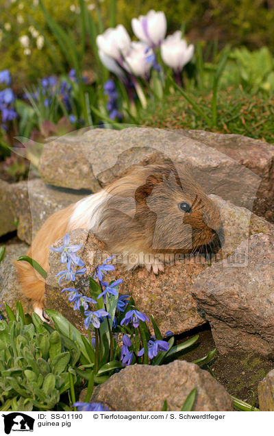 Meerschweinchen / guinea pig / SS-01190