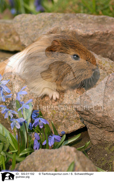 Meerschweinchen / guinea pig / SS-01192
