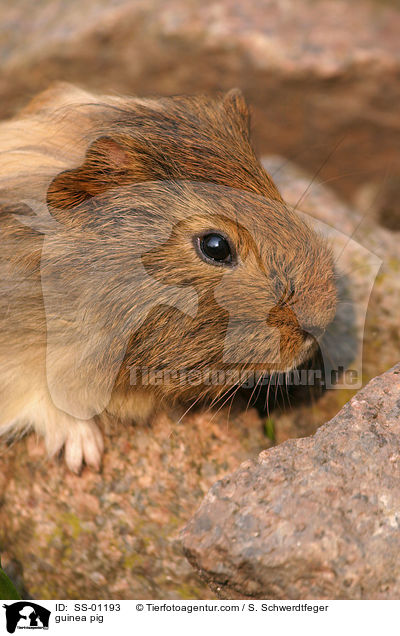 Meerschweinchen / guinea pig / SS-01193