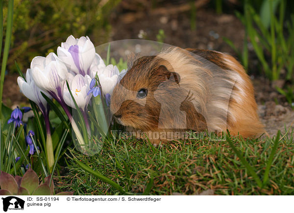 Meerschweinchen / guinea pig / SS-01194