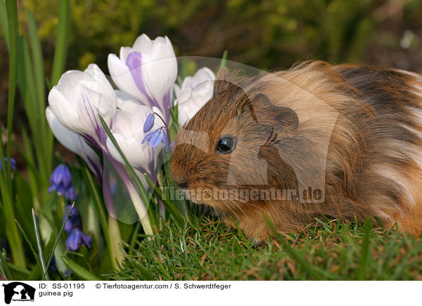 Meerschweinchen / guinea pig / SS-01195