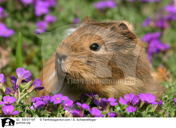Meerschweinchen / guinea pig / SS-01197