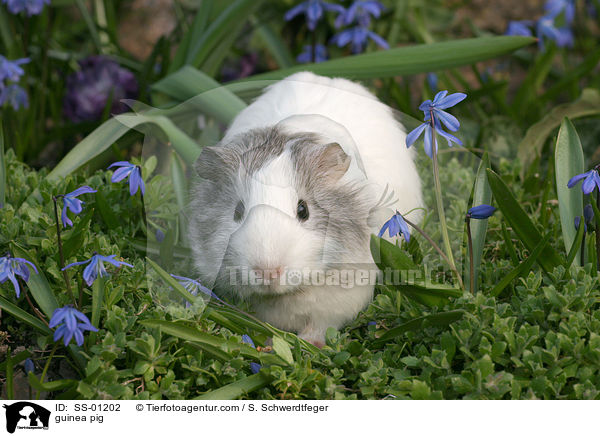 Meerschweinchen / guinea pig / SS-01202