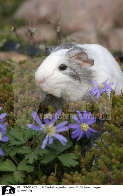 Meerschweinchen / guinea pig / SS-01203