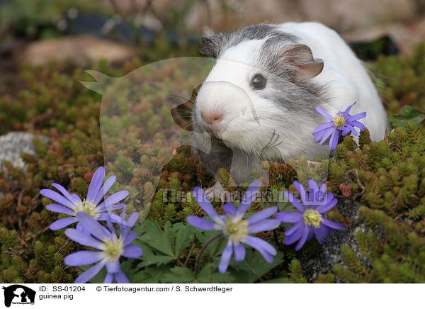 Meerschweinchen / guinea pig / SS-01204