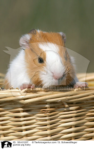 Meerschweinchen Baby / guinea pig baby / SS-01207