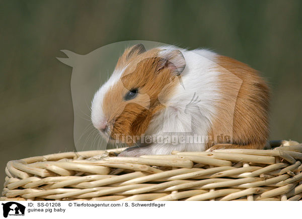 Meerschweinchen Baby / guinea pig baby / SS-01208