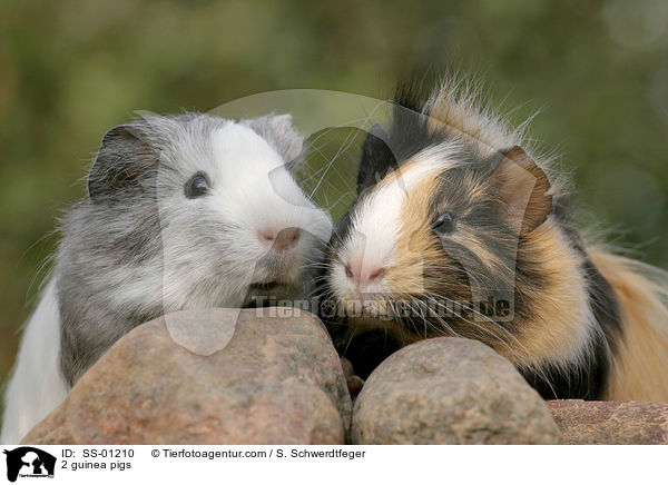 2 Meerschweinchen / 2 guinea pigs / SS-01210