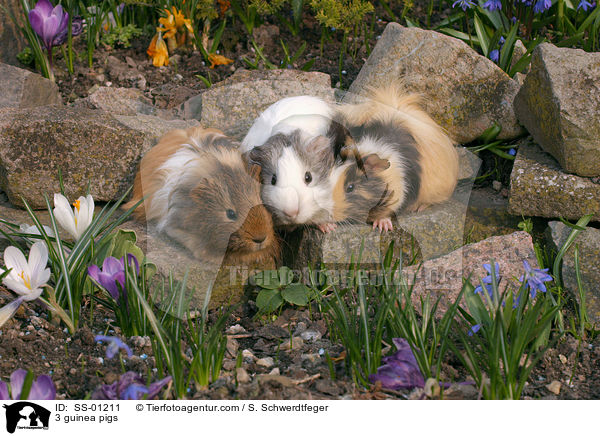 3 Meerschweinchen / 3 guinea pigs / SS-01211