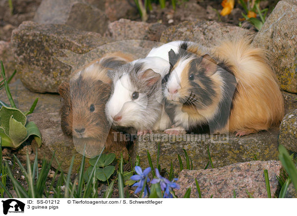 3 Meerschweinchen / 3 guinea pigs / SS-01212