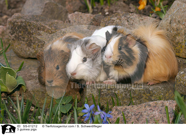 3 guinea pigs / SS-01212