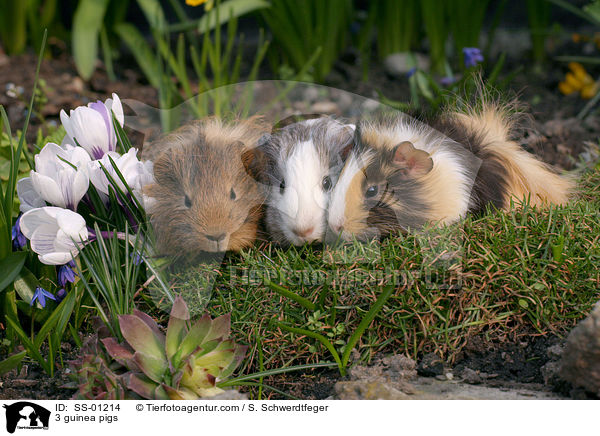 3 Meerschweinchen / 3 guinea pigs / SS-01214