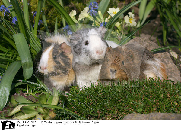 3 Meerschweinchen / 3 guinea pigs / SS-01215