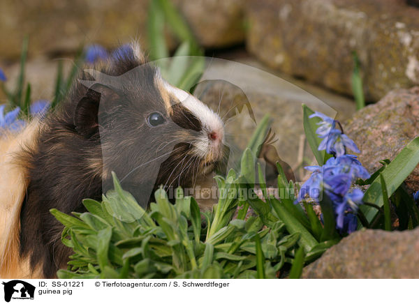 Meerschweinchen / guinea pig / SS-01221