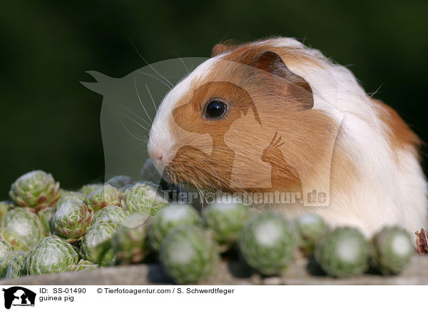 Meerschwein / guinea pig / SS-01490