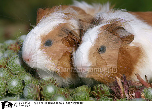 2 Meerschweine / 2 guinea pigs / SS-01496