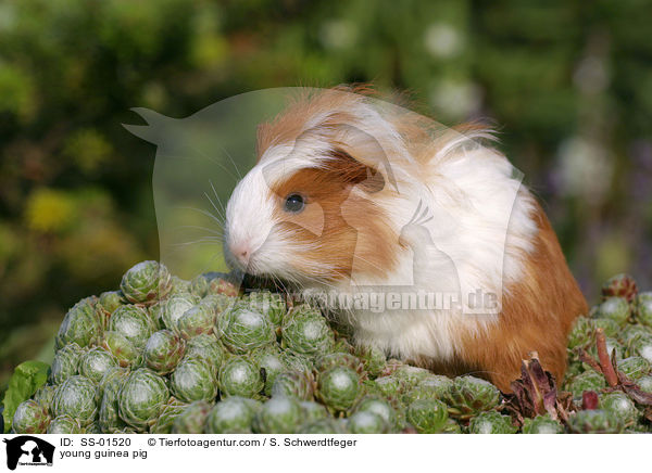 junges Meerschwein / young guinea pig / SS-01520