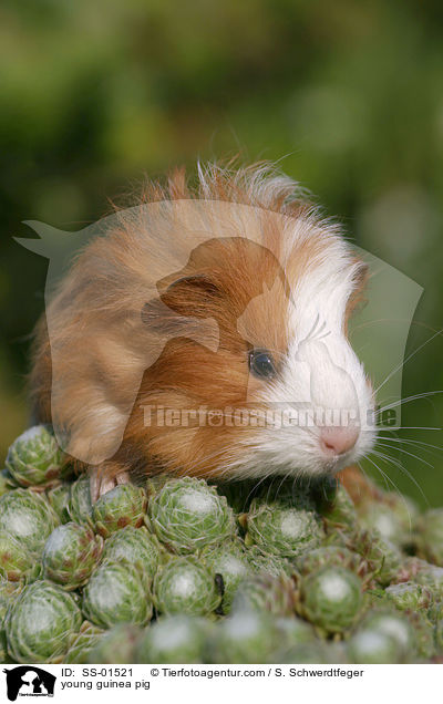 young guinea pig / SS-01521